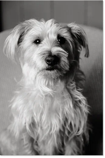 Jaspa, Studio Dog and Employee of the Month at Divine Divas