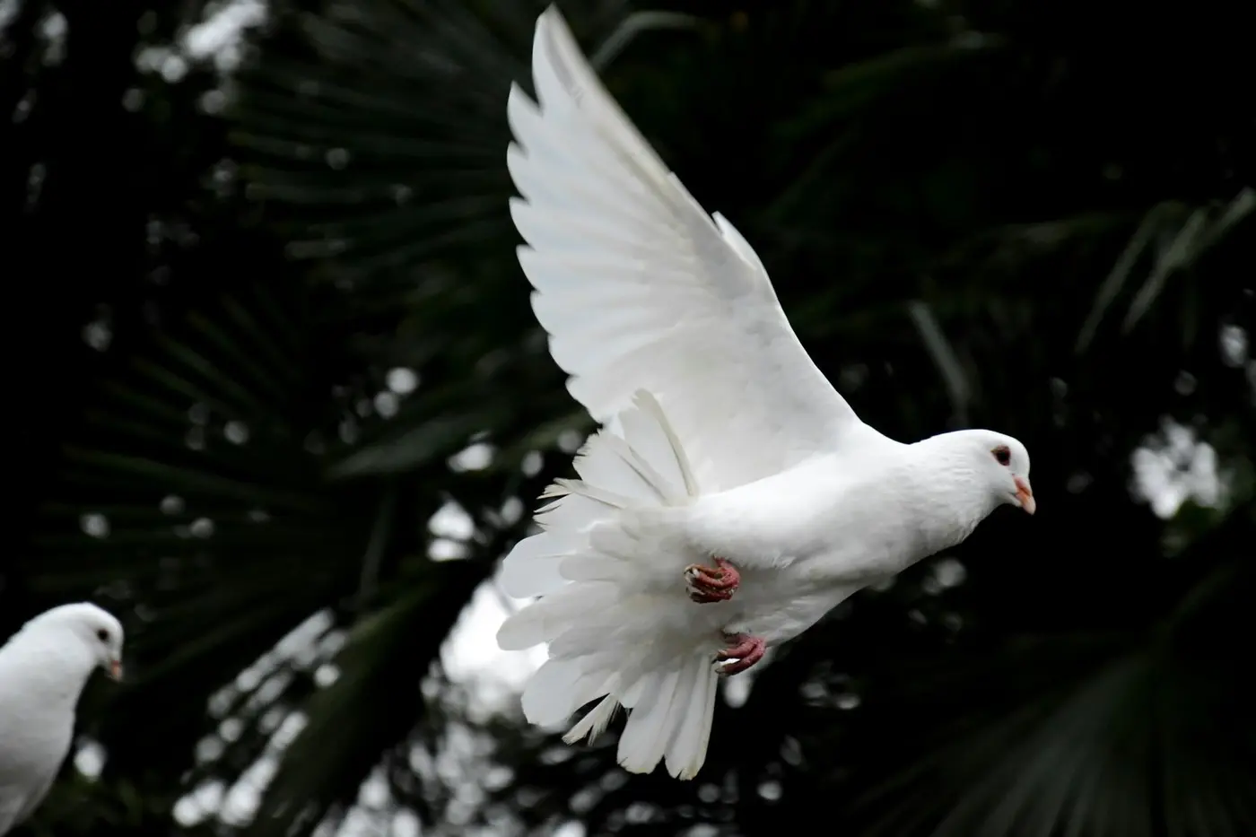 Are You A Dove, A Peacock, Owl or Eagle? How We Use Personality Quizzes To Help Our Divas!